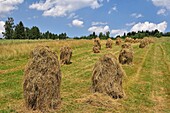 Meules de foin pres du village de Lopuszna, Comte de Nowy Targ, Province Malopolska (Petite Pologne), Pologne, Europe Centrale/ Heuschober in der Nähe des Dorfes Lopuszna, Kreis Nowy Targ, Malopolska Province (Lesser Poland), Poland, Central Europe.