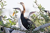Africa, Ethiopia, Rift Valley, Ziway lake, African darter (Anhinga rufa), perched on a branch of a tree.