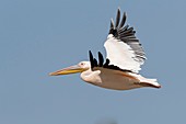 Africa, Ethiopia, Rift Valley, Ziway lake, Great White pelican (Pelecanus onocrotalus), in flight.