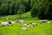 Cattle on the summer pastures in the valley Arriu Joeu