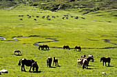 Rinder und Pferde auf der Hochebene Pan de Beret, Spanische Pyrenäen, Val d'Aran, Katalonien, Spanien