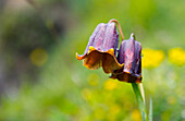 Nahaufnahme einer Blume, Spanische Pyrenäen, Val d'Aran, Katalonien, Spanien