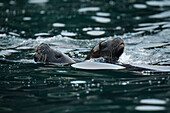 Zwei Mähnenrobben (Otaria flavescens) - ein Erwachsener (links) und ein Junges - schwimmen direkt vor der Küste, Pingüino de Humboldt National Reserve, Isla Damas, nahe La Serena, Coquimbo, Chile, Südamerika