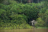 A house on stilts stands among tall palm trees on the shore of the Amazon river, Breves Channels, near Belem, Para, Brazil, South America