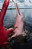 A large, pink Amazon river dolphin (Inia geoffrensis), also called Boto, tries to grab a fish held by a man in a red shirt, near Manaus, Amazonas, Brazil, South America
