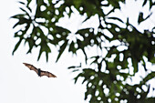 Kosrae flying fox (Pteropus ualanus), one of several species of megabat, flies toward a mango tree, Kosrae Island, Kosrae, Federated States of Micronesia, South Pacific