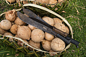 Ein Korb aus Palmblatt hält einige Dutzend geschälte Kokosnüsse und drei Macheten, Mata Utu, Uvea Island, Wallis und Futuna, Südpazifik