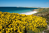 View over yellow blooming gorse of Yorke Bay, near Gypsy Cove, with Magellanic penguins (Spheniscus magellanicus) visible on the beach, near Stanley, East Falkland, Falkland Islands, British Overseas Territory, South America