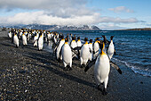 A large parade of King penguins (Aptenodytes patagonicus) marches along the water's edge in the early morning, Salisbury Plain, South Georgia Island, Antarctica