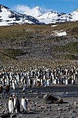 Eine männliche antarktische Pelzrobbe (Arctocephalus gazella) liegt vor Zehntausenden von Königspinguinen (Aptenodytes patagonicus) die sich auf den fernen Hügel erstrecken, Salisbury Plain, Südgeorgien, Antarktis