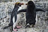 Two Macaroni penguins (Eudyptes chrysolophus) stand on a sloping rock-face, Hercules Bay, South Georgia Island, Antarctica