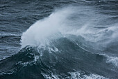 Bei starkem Wind und rauer See bricht eine Welle auf See und erzeugt eine Spraywolke über der Welle, auf See, in der Nähe von Südgeorgien, Antarktis