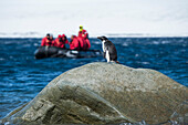 Ein einsamer Adeliepinguin (Pygoscelis adeliae) beobachtet von einem Felsen aus, wie Passagiere von einem Expeditions-Kreuzfahrtschiff in einem Zodiac Schlauchboot im Hintergrund vorbeifahren, Low Tide Cove, Antarctic Sound, Antarktis