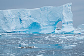 Mehrere Krabbenfresser-Robben (Lobodon carcinophaga), die am meisten vorkommende Robbe der Welt, ruhen auf einer Eisscholle in der Nähe eines titangroßen Eisbergs mit einem großen Bogen, nahe Lemaire-Kanal, nahe Graham Land, Antarktis