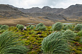An Antarctic fur seal (Arctocephalus gazella) sits in a bed of moss among tussock grass surrounded by distant mountains, Jason Harbour, South Georgia Island, Antarctica