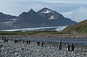 After swimming and feeding in the ocean, King penguins (Aptenodytes patagonicus) return to their colony numbering many ten thousand adults and chicks, Salisbury Plain, South Georgia Island, Antarctica