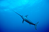 Swordfish (Xiphias gladius) worldwide, can tolerate temperatures of five degrees Celsius and dive to 650 meters, uses sword to kill prey such as squid, can grow to 14 feet and 1200 pounds, Sardinia, Italy, Mediterranean Sea