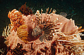 Common Lionfish (Pterois volitans) lurking among Feather Star Crinoids clinging to the lip of a large Barrel Sponge, Bali, Indonesia
