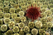 Green Sea Urchin (Strongylocentrotus droebachiensis) group and one Red Sea Urchin (Strongylocentrotus franciscanus), Quadra Island, British Columbia, Canada