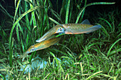 Bigfin Reef Squid (Sepioteuthis lessoniana) pair laying eggs among a stand of sea grass, Milne Bay, Papua New Guinea