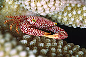 Red-spotted Coral Crab (Trapezia rufopunctata) living among the stout branches of Cauliflower Coral (Pocillopora eydouxi), Bali, Indonesia