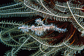 Harlequin Ghost Pipefish (Solenostomus paradoxus) hiding among the arms of a Feather Star Crinoid, Bali, Indonesia