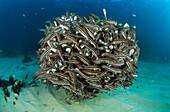 Striped Catfish (Plotosus lineatus) form amazingly dense schools for protection from predators, Forster-Tuncurry, New South Wales, Australia