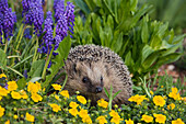 Brown-breasted Hedgehog (Erinaceus europaeus) in spring flowers, Bavaria, Germany