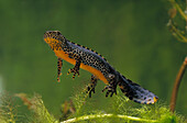 Alpine Newt (Ichthyosaura alpestris) male underwater, western Europe