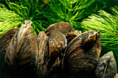 Zebra Mussel (Dreissena polymorpha) group, highly invasive freshwater species native to the Caspian and Black Seas, introduced into Europe and North America