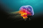 Lion’s Mane (Cyanea capillata) jellyfish, Atlantic Ocean, Nova Scotia, Canada