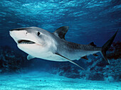 Tiger Shark (Galeocerdo cuvieri), Great Barrier Reef, Australia, *digitally enhanced*