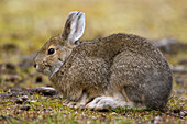 Snowshoe Hare (Lepus americanus) in fall coat, central Alaska