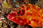 Banded Reef Cod (Epinephelus fasciatus), Bali, Indonesia
