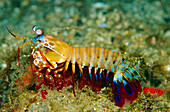 Mantis Shrimp (Odontodactylus scyllarus), Solomon Islands