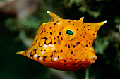 Yellow Boxfish (Ostracion cubicus) juvenile, Papua New Guinea
