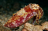 Cuttlefish (Sepia sp)with siphon visible, Papua New Guinea