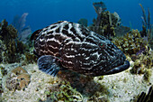 Black Grouper (Mycteroperca bonaci), Jardines de la Reina National Park, Cuba