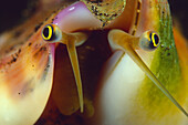 True Conch (Strombus aurisdianae) eyes, Indonesia