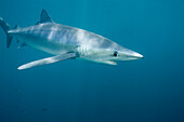 Blue Shark (Prionace glauca) large female, eight miles off La Jolla, San Diego, California
