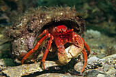 Hermit Crab (Diogenidae), South Australia, Australia