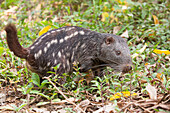 Branick’s Giant Rat (Dinomys branickii), native to South America