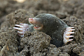 European Mole (Talpa europaea) emerging from ground, Netherlands