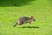 Quokka (Setonix brachyurus) joey hopping, Rottnest Island, Perth, Western Australia, Australia