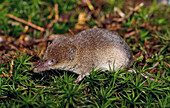 Crowned Shrew (Sorex coronatus), Sas van Gent, Netherlands