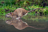 Brown Rat (Rattus norvegicus) running through water carrying food, Arnhem, Netherlands