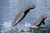 Irawaddy River Dolphin (Orcaella brevirostris) pair leaping, native to southeast Asia