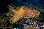 Pharaoh Cuttlefish (Sepia pharaonis) swimming, Lombok, Indonesia