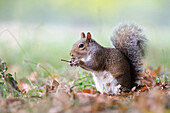 Eastern Gray Squirrel (Sciurus carolinensis) feeding, London, England, United Kingdom