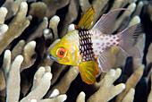 Pajama Cardinalfish (Sphaeramia nematoptera), Bali, Indonesia